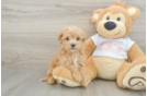 Best Maltipoo Baby
