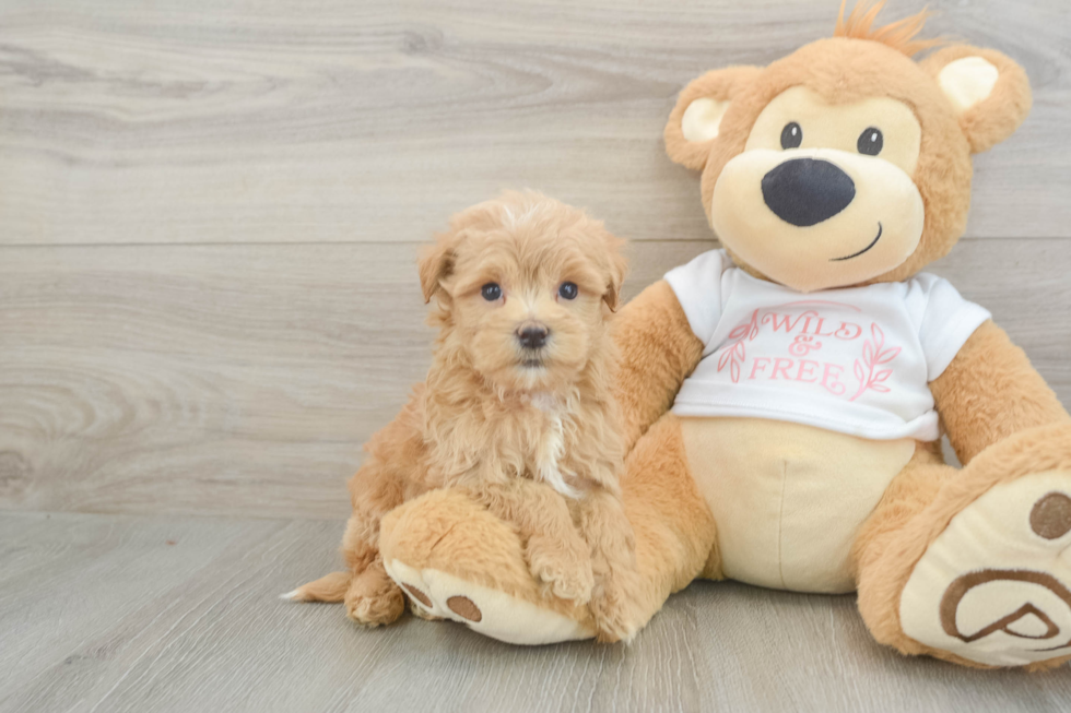 Best Maltipoo Baby