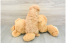 Maltipoo Puppy for Adoption