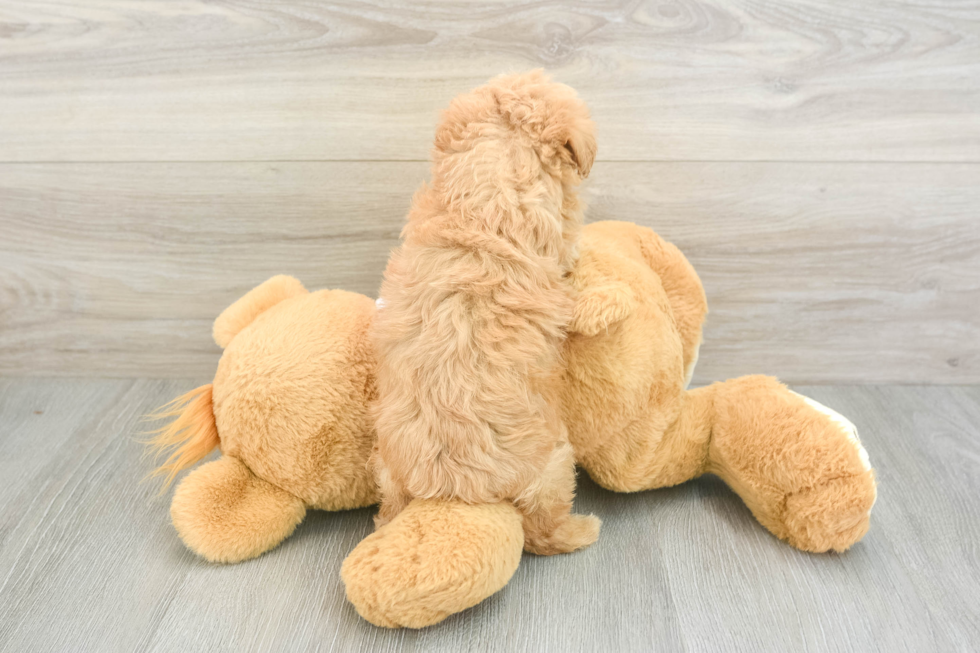Maltipoo Puppy for Adoption