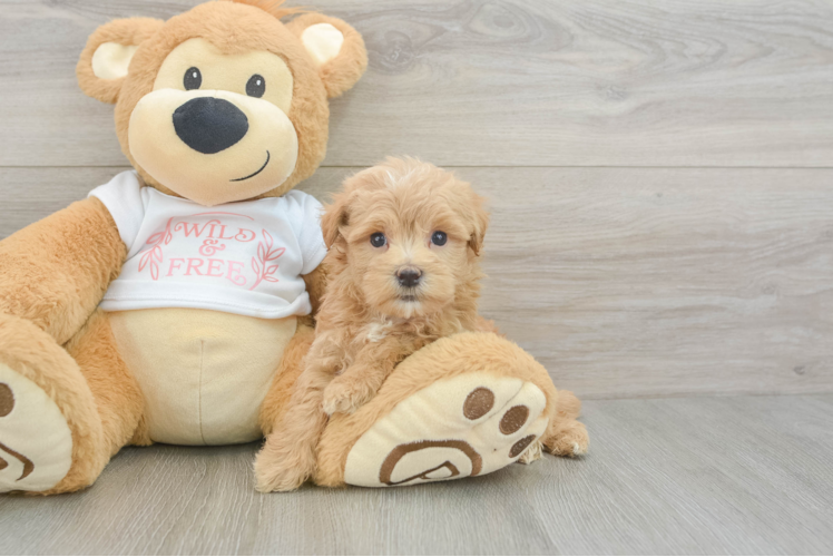 Best Maltipoo Baby