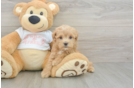 Best Maltipoo Baby