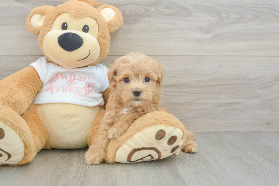 Best Maltipoo Baby