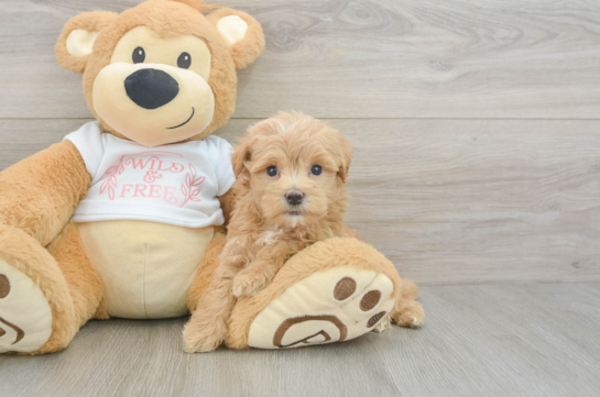 Best Maltipoo Baby