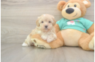 Energetic Maltese Poodle Poodle Mix Puppy