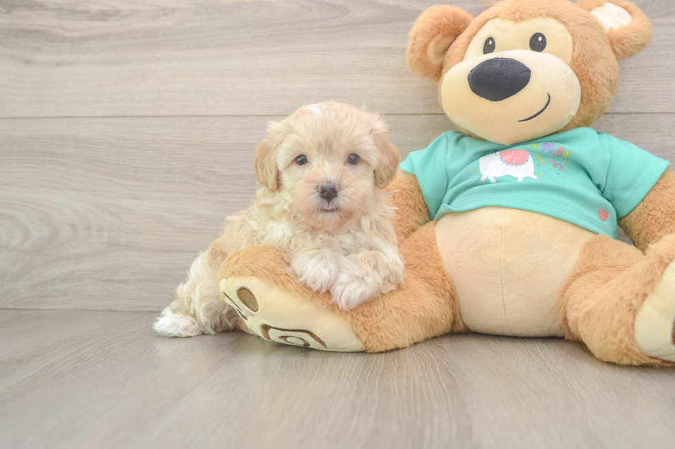 Energetic Maltese Poodle Poodle Mix Puppy