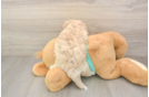 Maltipoo Pup Being Cute