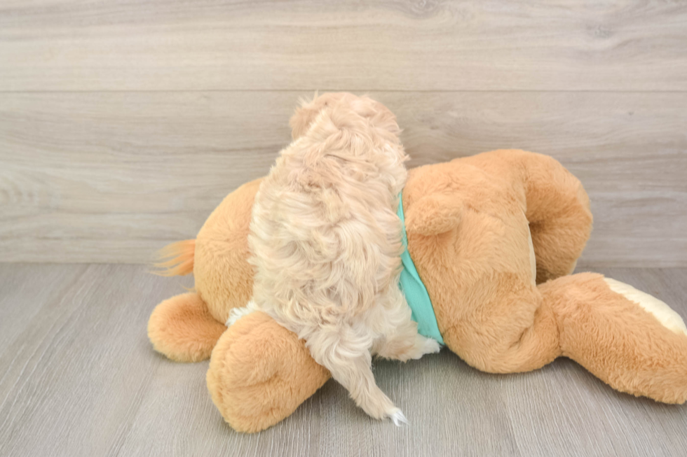Maltipoo Pup Being Cute