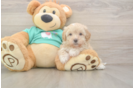 Maltipoo Pup Being Cute
