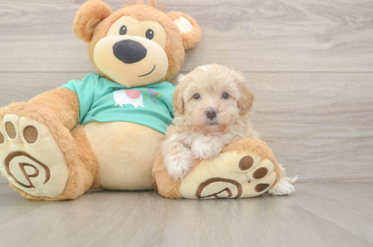 Maltipoo Pup Being Cute