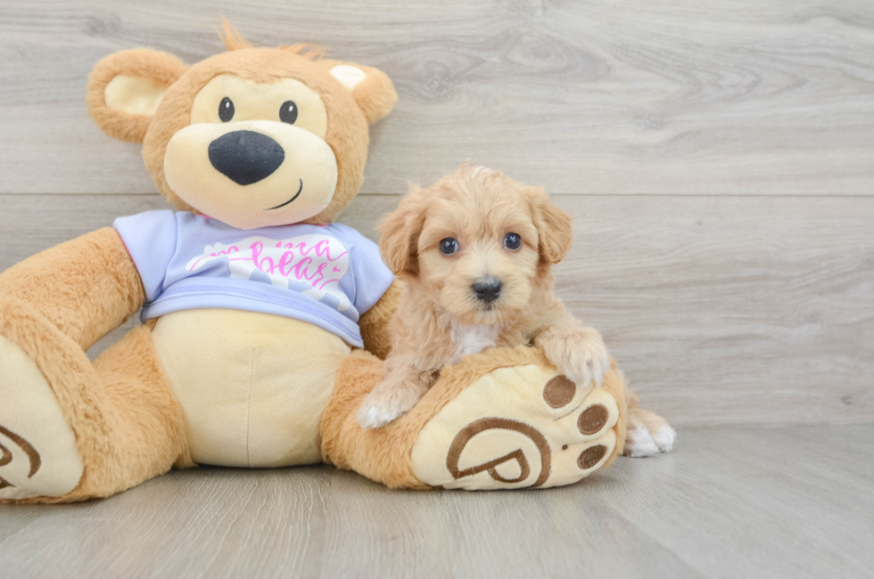 5 week old Maltipoo Puppy For Sale - Pilesgrove Pups