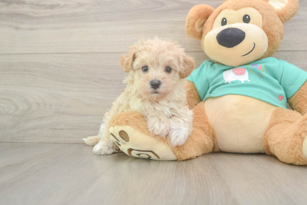 Small Maltipoo Baby