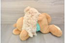 Hypoallergenic Maltese Poodle Poodle Mix Puppy