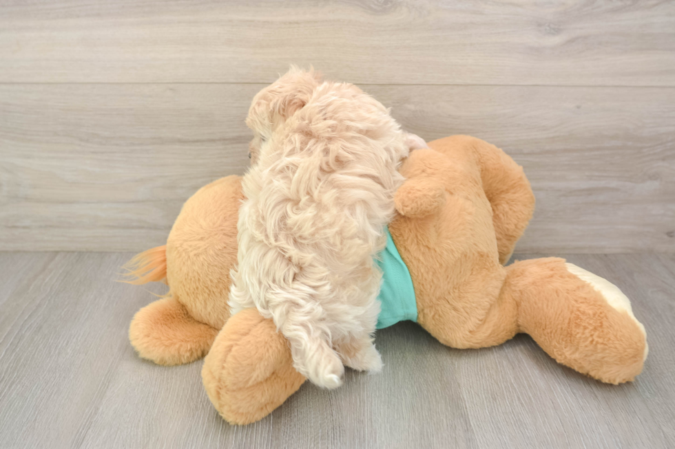 Hypoallergenic Maltese Poodle Poodle Mix Puppy