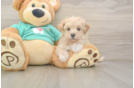 Playful Malt a Poo Poodle Mix Puppy