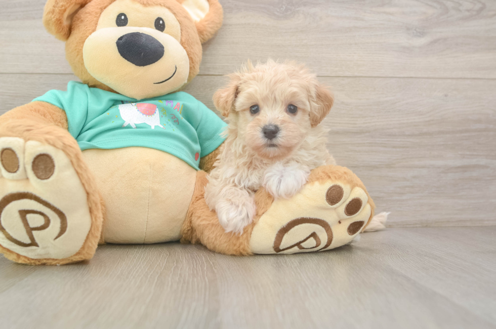 5 week old Maltipoo Puppy For Sale - Pilesgrove Pups