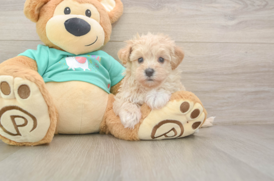 Playful Malt a Poo Poodle Mix Puppy