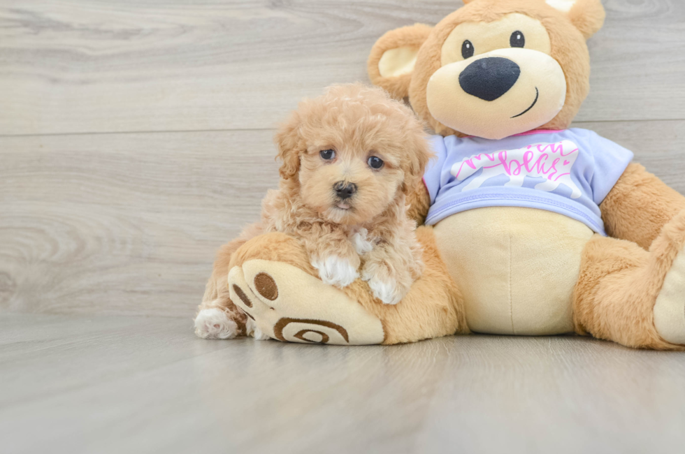 6 week old Maltipoo Puppy For Sale - Pilesgrove Pups