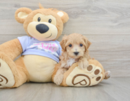 8 week old Maltipoo Puppy For Sale - Pilesgrove Pups