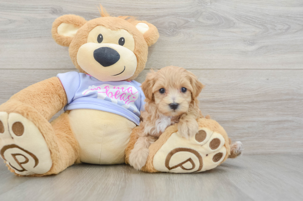 5 week old Maltipoo Puppy For Sale - Pilesgrove Pups