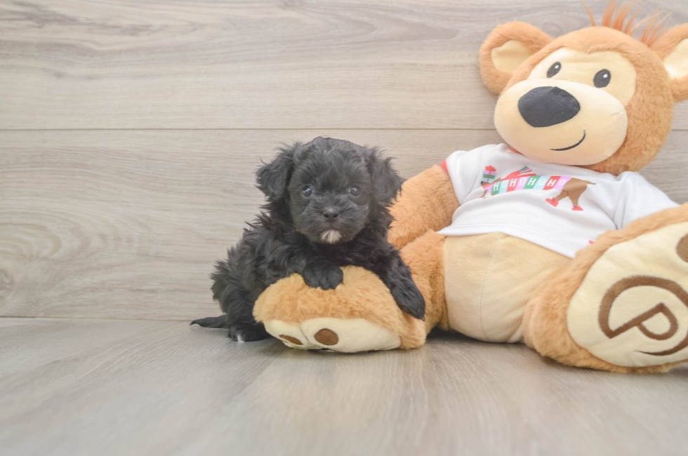 5 week old Maltipoo Puppy For Sale - Pilesgrove Pups