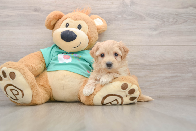 Petite Maltipoo Poodle Mix Pup