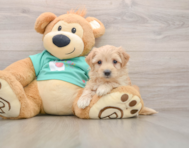 8 week old Maltipoo Puppy For Sale - Pilesgrove Pups