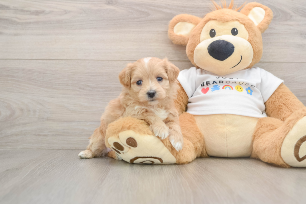 Best Maltipoo Baby