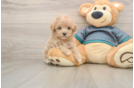 Maltipoo Puppy for Adoption