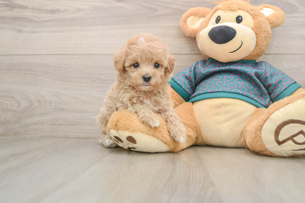 Maltipoo Puppy for Adoption