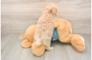 Maltipoo Puppy for Adoption