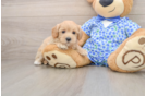 Maltipoo Puppy for Adoption