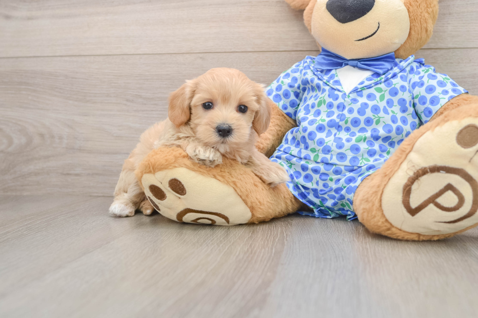 Maltipoo Puppy for Adoption