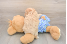 Adorable Maltidoodle Poodle Mix Puppy