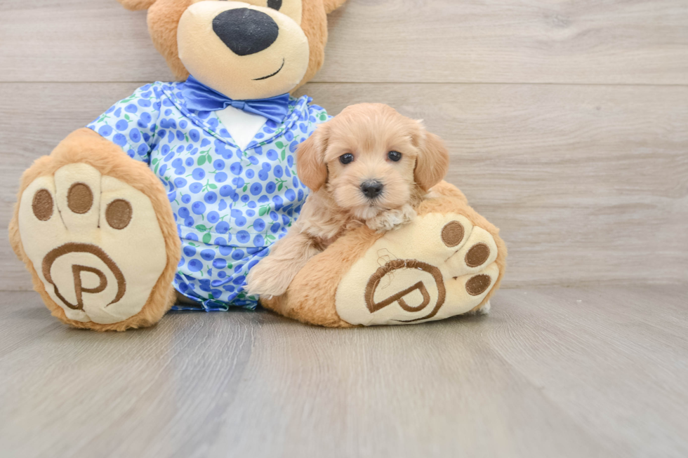 Popular Maltipoo Poodle Mix Pup