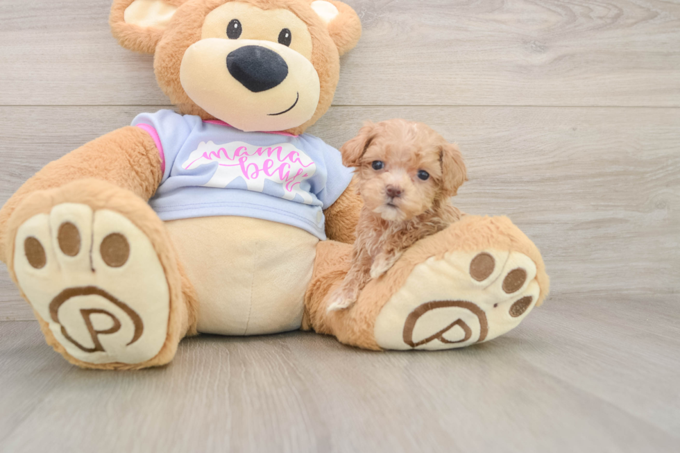 Friendly Maltipoo Baby