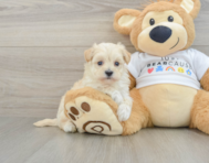 8 week old Maltipoo Puppy For Sale - Pilesgrove Pups