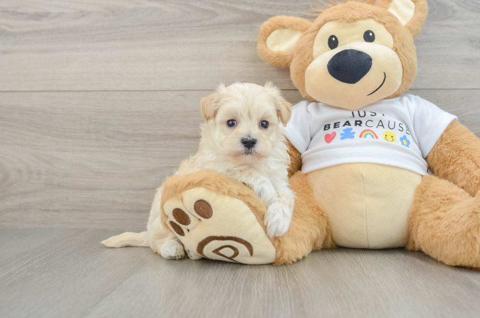 7 week old Maltipoo Puppy For Sale - Pilesgrove Pups