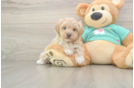 Maltipoo Pup Being Cute