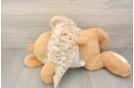 Adorable Maltepoo Poodle Mix Puppy