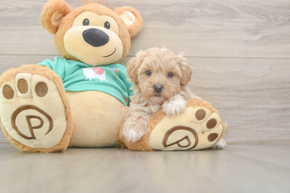 Small Maltipoo Baby