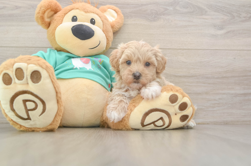 5 week old Maltipoo Puppy For Sale - Pilesgrove Pups