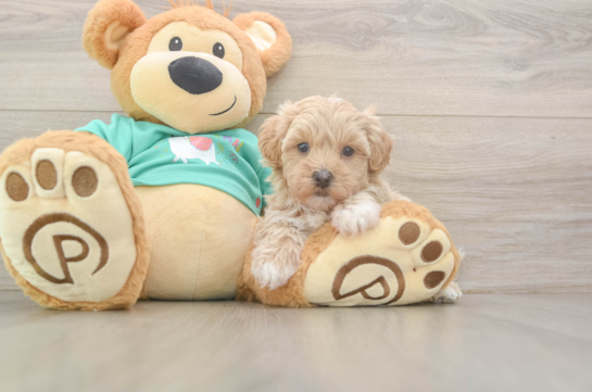 Small Maltipoo Baby