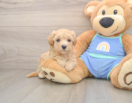 7 week old Maltipoo Puppy For Sale - Pilesgrove Pups