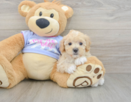 8 week old Maltipoo Puppy For Sale - Pilesgrove Pups