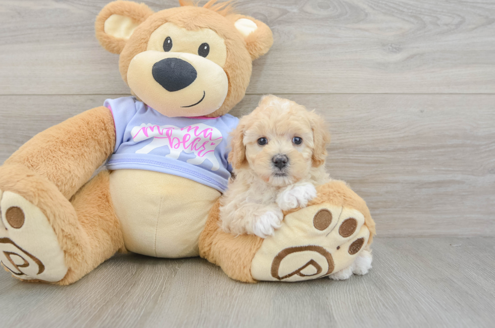 6 week old Maltipoo Puppy For Sale - Pilesgrove Pups