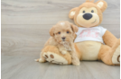 Hypoallergenic Maltepoo Poodle Mix Puppy