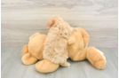 Maltipoo Puppy for Adoption