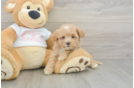 Adorable Malt Oodle Poodle Mix Puppy