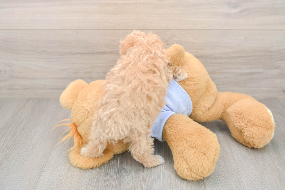 Funny Maltipoo Poodle Mix Pup